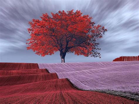 Lone Red Tree Stands Strong In Stunning Field Red Storm Tree Strong