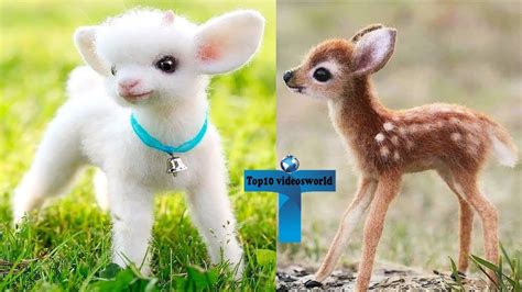 Top 10 Most Funny And Cute Baby Animal Videos Adorable And Cutest Baby