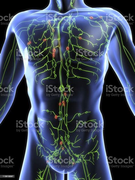 Lymphatic System Stock Photo Download Image Now Istock