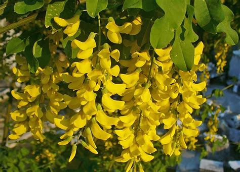 Fiori a grappoli gialli verdognoli : Laburnum anagyroides (maggiociondolo) - VASO 26 | Le Rose ...