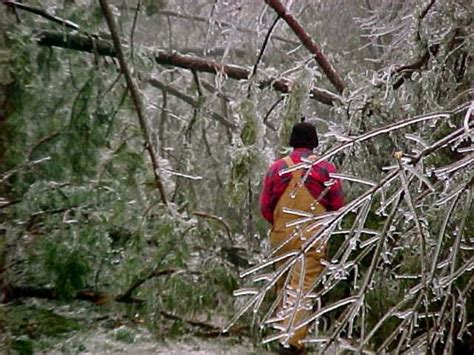 Golocalworcester How To Protect Your Trees In Winter Storms