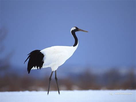 Taking the time to get to know them might result in a. Japanese Crane | Birds, Japan picture, Pet birds