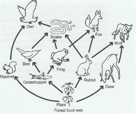 Food Web Drawing At Explore Collection Of Food Web