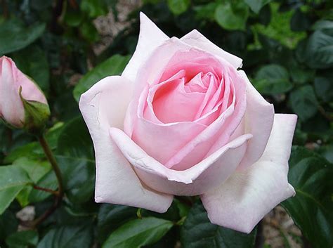 It is a prolific bloomer of perfectly formed large flowers, excellent for cutting or exhibition. Hybrid Tea Roses | NSW Rose Society