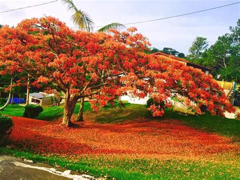Flamboyán Rojo Lindas Paisagens Árvores Floridas Natureza
