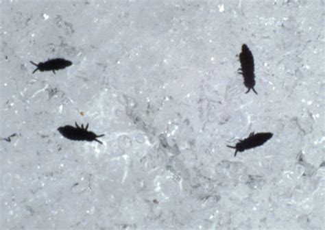 Prime Pest Solutions Where Do Insects Go In The Winter