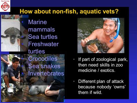 Roles For Veterinarians In Aquatic Veterinary Medicine And The Paths To