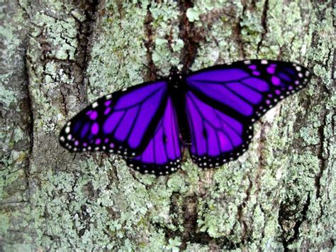 For Purple Butterfly Page 2 My Ptsd Forum Purple Love All Things