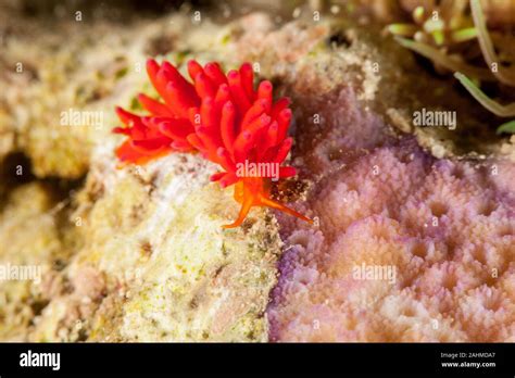 Nudibranch Sea Slug Stock Photo Alamy