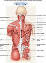 Posterior Core Muscles Images