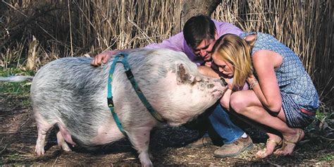 Pig Sold As “mini” Goes Traveling Around The Country Videos The Dodo