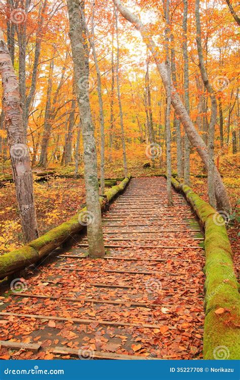 Boardwalk In Autumn Forest Stock Photo Image Of Footpath 35227708