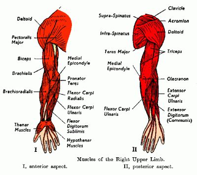 Radial tuberosity and aponeurosis of biceps brachii. Kinesiology: Shoulder and Arm | Jiu Jitsu
