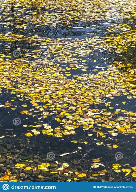 Autumn Yellow Leaves Floating On The Pond Stock Photo Image Of