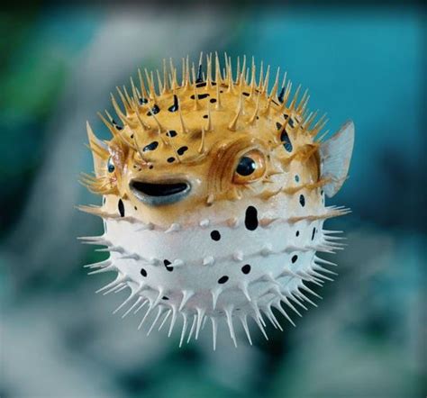 Puffer Fish The Spikes Are Poisonous Beautiful Sea Creatures Sea