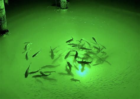 Why Do Underwater Lights Attract Fish Loomis Led Underwater Lights