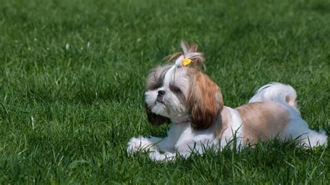 Shih Tzu Maltese Mix Lifespan Leading Causes Of Death Paws And Learn