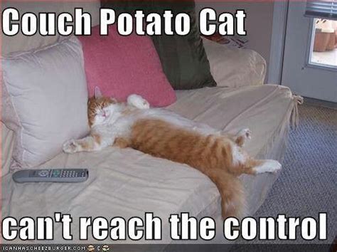 Couch Potato Cat Couch Potato Potato Cat Cats