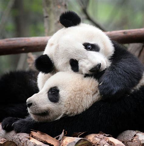 Panda Hug Pandas Pinterest Change 3 And Pandas