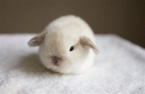 Cutest Bunny Baby Animals Baby Animals Pictures Baby Animals Funny