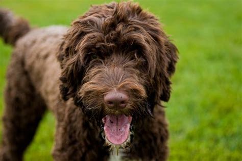 Maybe you would like to learn more about one of these? list of dog breeds from A-Z