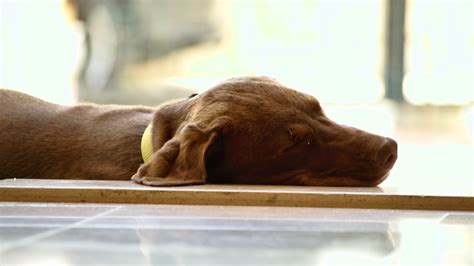 Wallpaper Animals Sleeping Nose Labrador Retriever Puppy