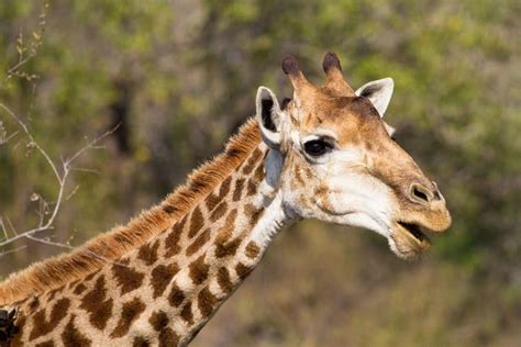 Giraf Fun 10 Fun Giraffe Facts For World Giraffe Day Between Us