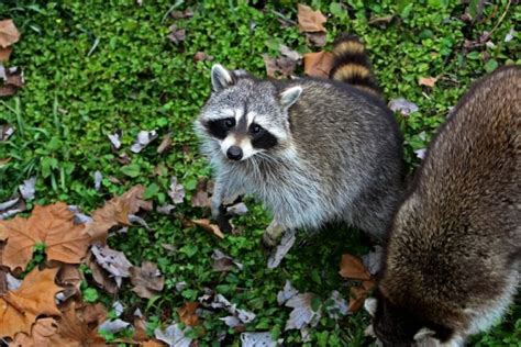 It can also pass through an open wound that is exposed to the saliva of an infected animal, usually by licking. Are Raccoon Bites Dangerous? - Wildlife Removal Kitchener