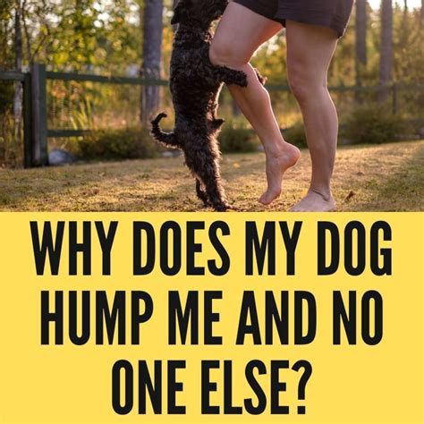 Why Does My Dog Hump Me And No One Else 7 Reasons Oxford Pets