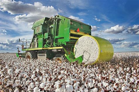 produtores do oeste baiano finalizam safra de algodão com elevada produtividade ba de valor
