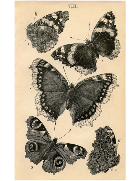 Antique Butterfly Images Free Printable The Graphics