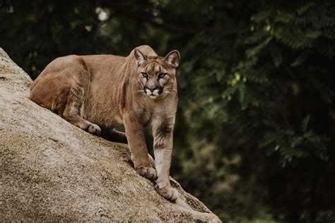 Remembering The Cougar Celebrating The Endangered Species Act