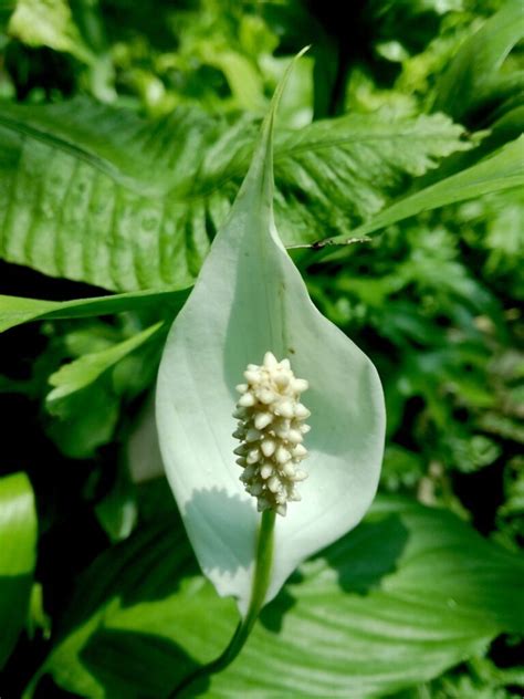 In winter this herb requires less water but many gardeners wait for it to drop a little and then water it. Peace Lily Plant and Flower: How to Grow and Care for ...
