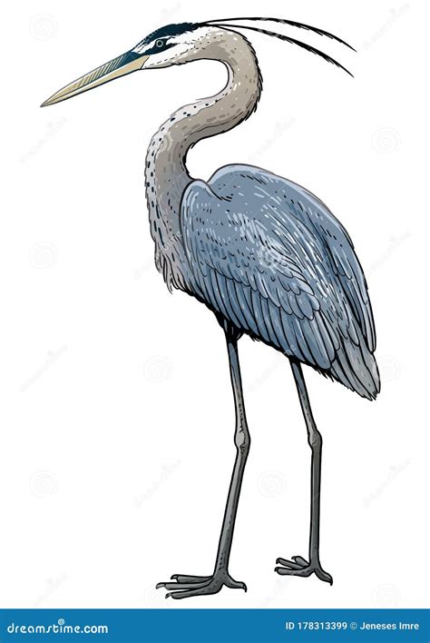 Grey Heron Illustration Drawing Colorful Doodle Vector Stock Vector