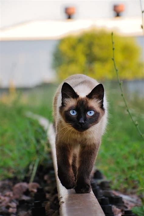How Much Is A Siamese Cat 12 Reasons Why You Should Never Own Siamese
