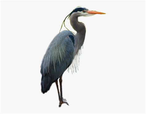 Blue Heron Pictures Clipart 10 Free Cliparts Download Images On