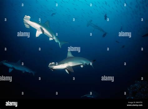 Scalloped Hammerhead Sharks Sphyrna Lewini Schooling At Seamount