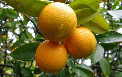 Sweet Orange Essential Oil Uses And Benefits Aromaweb