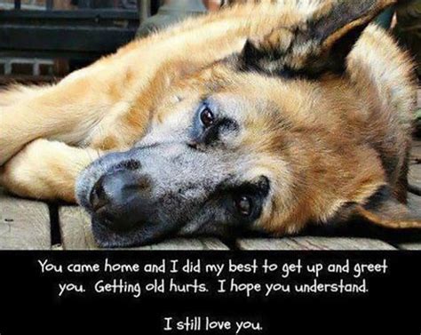 Quotes About Old Dogs Quotesgram