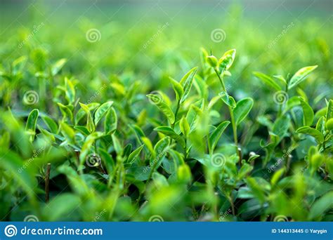 Green Tea Bushes Stock Image Image Of Nature Agriculture 144313445