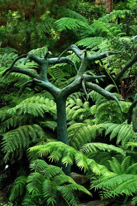 Prehistoric Tree Unique Trees Trees To Plant Plants