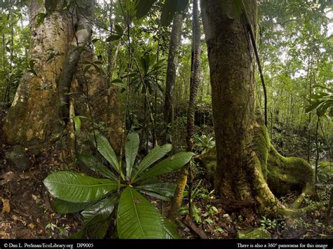 As i already mentioned, the tropical rainforests are located between the tropic of cancer and the tropic of capricorn, and the world's largest rainforests can be found in the amazon (south america), in the congo river basin (west africa) and in southeast asia. ECOLIBRARY :: DISPLAY - PANORAMA: TROPICAL RAINFOREST