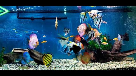 Discus And Angelfish Youtube