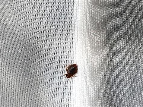 Pests We Treat Bed Bugs All Over The Walls And Ceiling In Jackson Nj