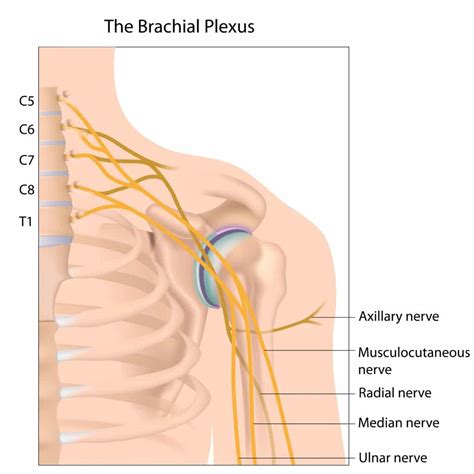 Accessphysiotherapy Brachial Plexus And Peripheral Nerves Brachial