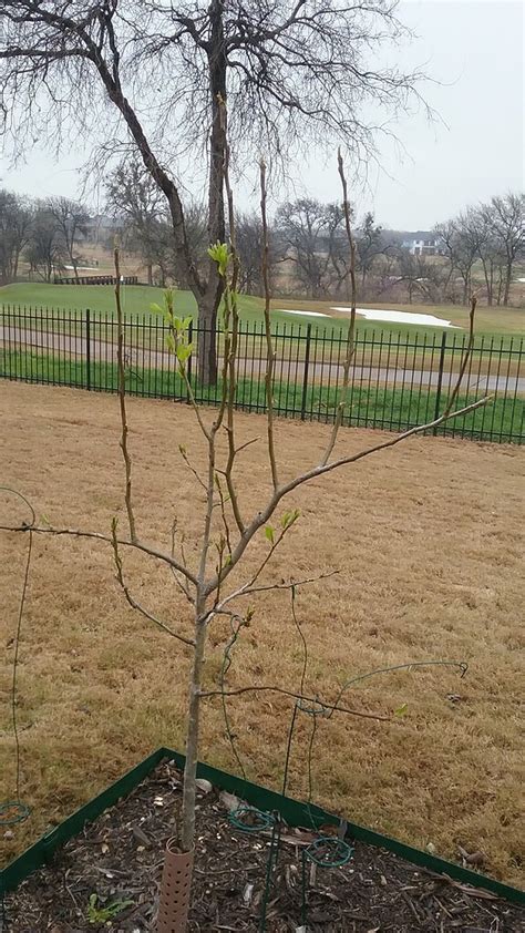 Pear trees are not supposed to be difficult to grow. Pruning a 1 year old LeConte Pear tree - General Fruit ...