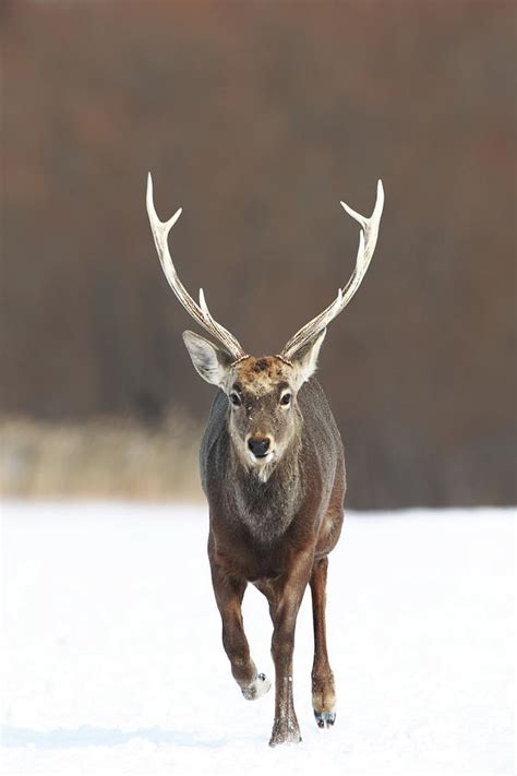 Hokkaido Sika Deer Photograph By Tsuntsun Fine Art America