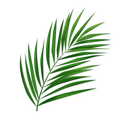 Premium Vector Vector Tropical Palm Leaf Isolated On White Realistic