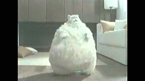 Morbidly Obese Cat Dances To Sexy And I Know It By Lmfao Youtube