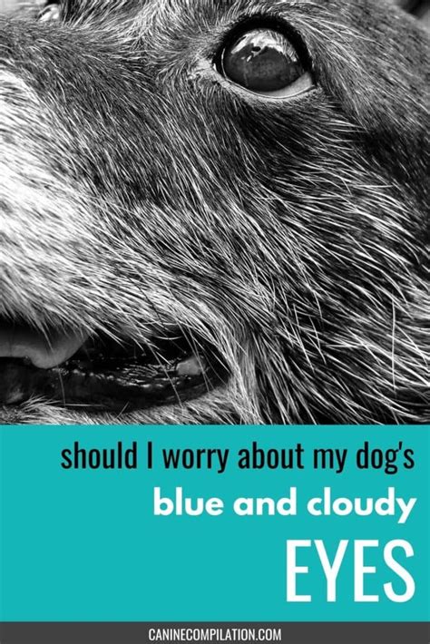 How Do You Treat Cloudy Eyes In Dogs